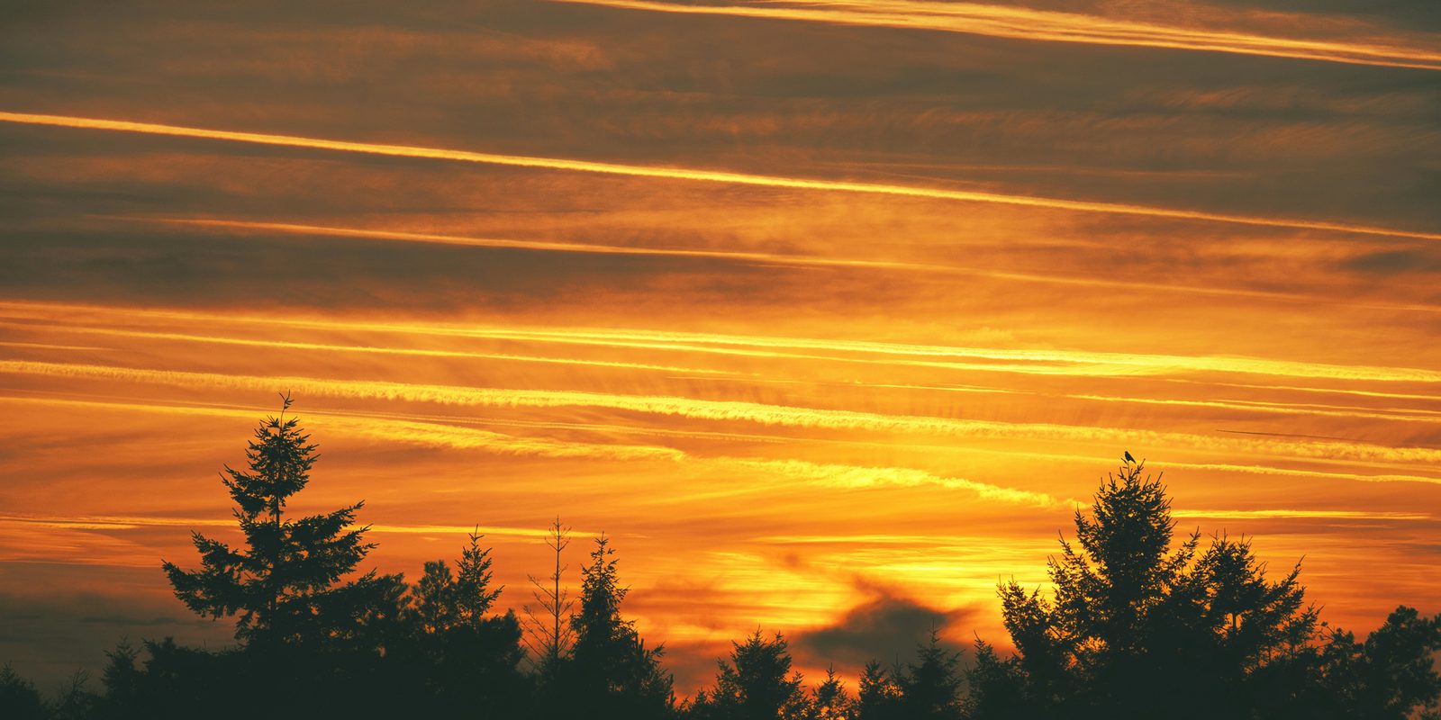 Douglas firs in silhouette against a striped orange sunset sky