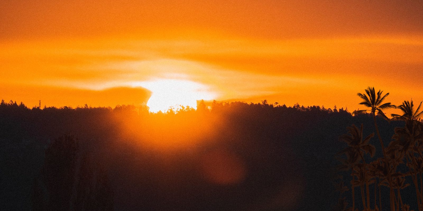 The sun going down behind a forested ridge above a lake with palms in silhouette at the right