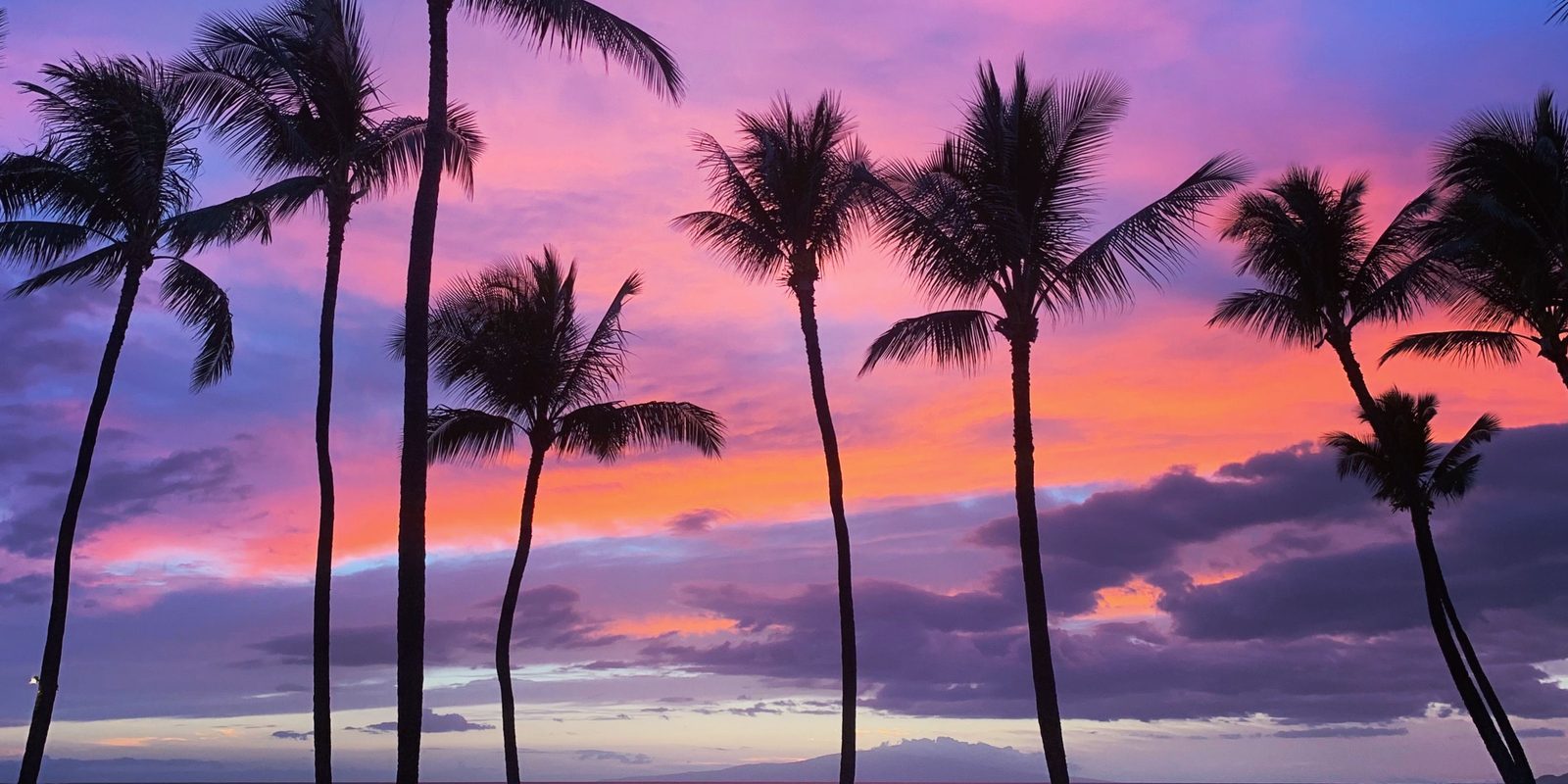 A Douglas fir shoreline on Puget Sound at sunset with the water lit gold and palms in silhouette at the right